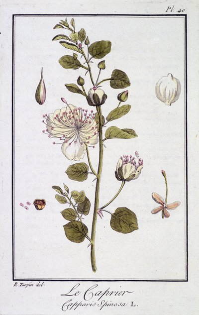 Le Caprier (Capparis Spinosa) - in 