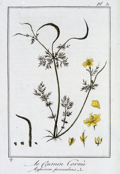 De gehoornde komijn (Hypecoom procumbens) - in 