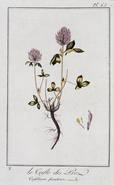 De weideklaver (Trifolium pratense) - in 