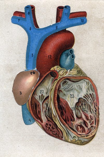 Le coeur in 