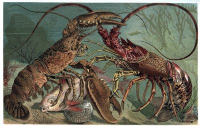 Kreeft en langoest - Homarus en Europese langoest - gravure uit 