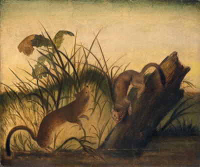 Langstaartwezel, ca. 1845 (olieverf op doek) door Unknown Artist