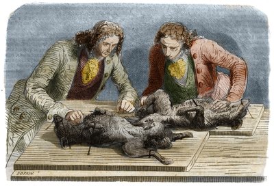 Medische ervaring: bloedtransfusie uitgevoerd op twee honden in Parijs in 1667. Gravure uit 1857 naar een tekening van Claude Perrault door Unknown artist