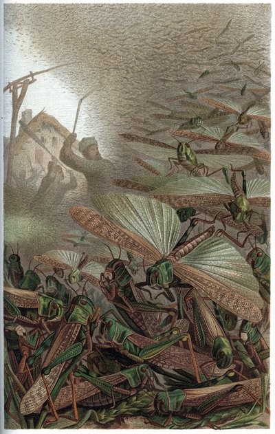 Trek-sprinkhaan - De trek-sprinkhaan (Locust migratoria) - gravure uit 