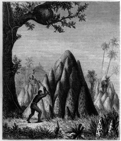 Nesten van de "Strijdlustige Termiet" en de "Boomtermiet" in Afrika. Gravure in "La Nature: revue des sciences et de leurs applications aux arts et a l