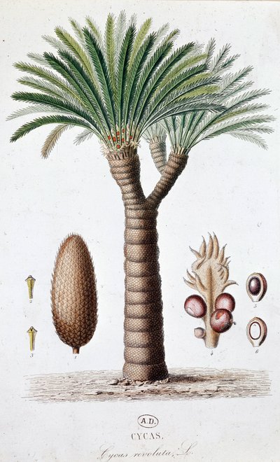 Palm Cycas Revoluta - Botanische plaat door Unknown artist