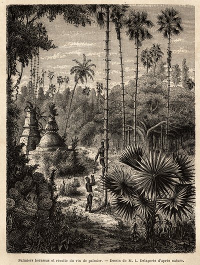 Het planten van borassus-palmbomen in Laos en het verzamelen van palmwijn, die niets anders is dan het sap van de ingesneden boom, de vloeistof wordt opgevangen in een bamboe, en de stam wordt omgevormd tot een echte schaal, door middel van kleine rotanstr door Unknown artist
