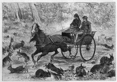 Konijnenoverbevolking in Australië: de auto van de heer Williamson rijdt door een groep konijnen. Gravure in 