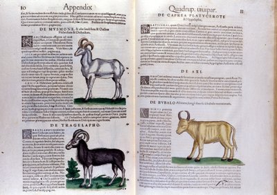 Voorstelling van schapen, buffels... - in Historia Animalium door Conrad Gesner (1516 - 1565), Tiguri door Unknown artist