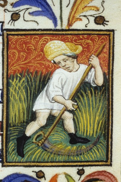 Voorstelling van de maand juni. Een boer die groen tarwe maait. Miniatuur van een 14e eeuws manuscript door Unknown artist