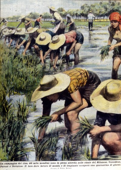 Rijst herplanten in de omgeving van Milaan in 1954 door Unknown artist