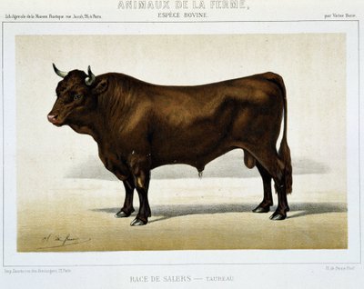Salers stier - in "Farm Animals" door Unknown artist