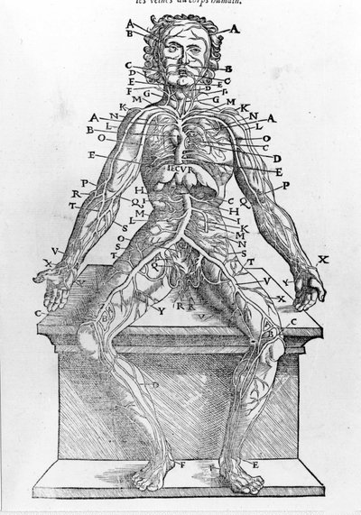 Sectie van een menselijk lichaam uit W. H. Ryff Anatomische beschrijving van alle delen van het menselijk lichaam gedrukt in Parijs in 1545 door Unknown artist