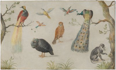 Studie van vogels en apen door Unknown Artist