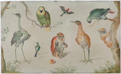 Studie van vogels en apen door Unknown Artist