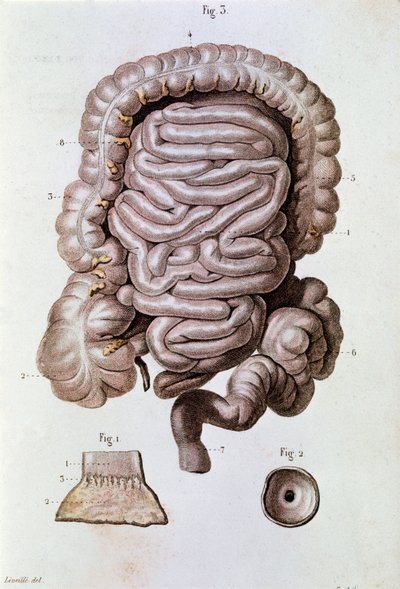 Studie van de menselijke darm, duodenum en dunne darm door Unknown artist