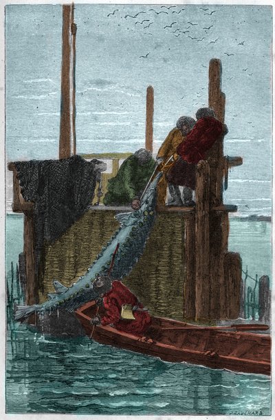 Steurvissen in de Wolga-rivier (Storione) (Acipenser sturio) door Unknown artist