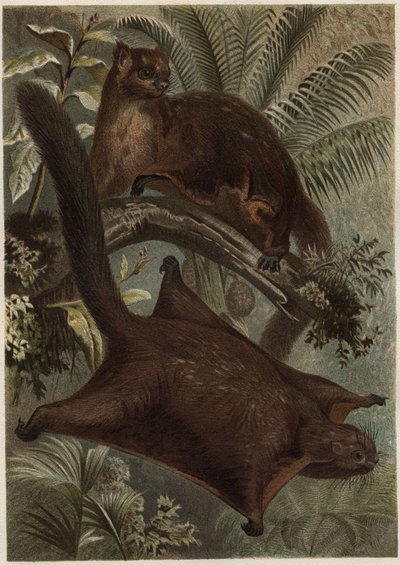 Taguan (vliegende eekhoorn) (familie Sciuridae) - gravure uit 
