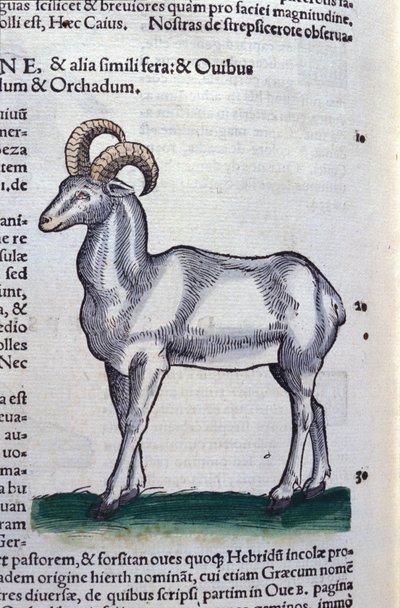 De steenbok in Historia Animalium door Conrad Gesner (1516 - 1565), Tiguri door Unknown artist
