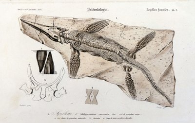 De Ichthyosaurus uit het Universeel Woordenboek van de Natuurlijke Historie door Unknown artist