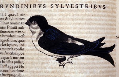 De Gierzwaluw in Historia Animalium door Conrad Gesner (1516 - 1565), Tiguri door Unknown artist