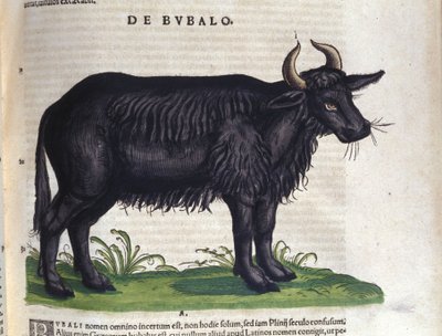 De buffel na Historiae animalium door Konrad Gesner, Tiguri door Unknown artist
