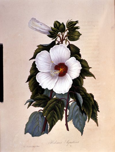 De hibiscus. Botanische plaat door Unknown artist