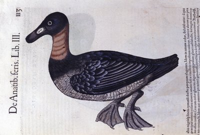 De roodhals eend na Historiae animalium door Konrad Gesner, Tiguri door Unknown artist