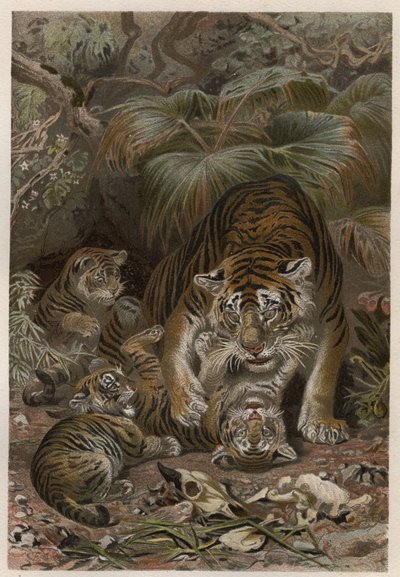 Tijger (Panthera tigris) met welpen - gravure uit 