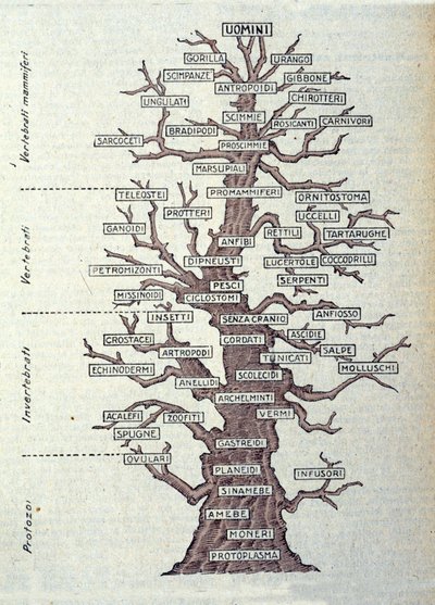 Boom van Evolutie of geïllustreerde plaat die de classificatie van het dierenrijk weergeeft door Unknown artist