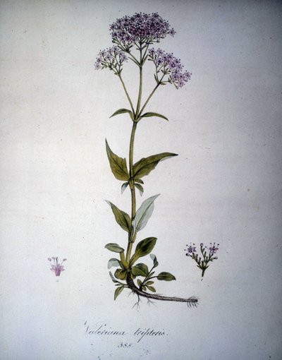 Valeriana mauve of Valeriana tripteris. 19e-eeuws herbarium door Unknown artist