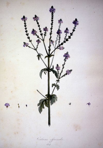 Verbena officinalis (Verbena officinale). 19e-eeuws herbarium door Unknown artist