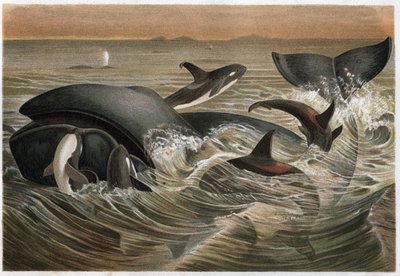 Walvis en orka (Orcinus orca) - gravure uit 