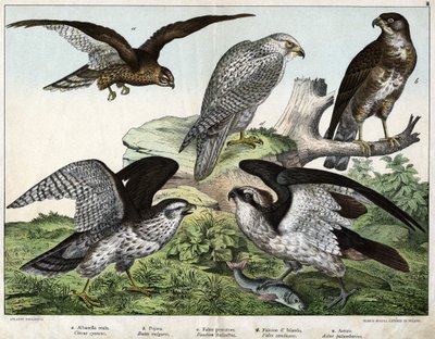 a: Adelaar of koninklijke buizerd, b: sperwer, c: vissersvalk, d: IJslandse valk, e: havik - in 