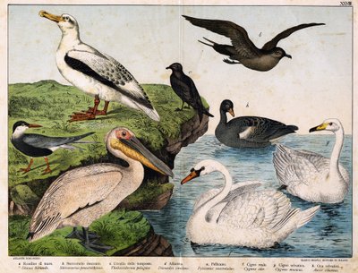 a: Zeester (Sterna hirundo), b: Middelste jager (Stercorarius pomarinus), c: Stormvogel (Thalassidroma pelagica), d: Albatros (Diomedea exulans), e: Pelikaan (Pelecanus onocratalus), f: Koninklijke zwaan (Cygnus olor), g: Wilde zwaan (Cygnus musicus), h: W door Unknown artist