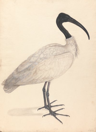 Een zwart-witte Indiase vogel, (een van een paar) door Unknown artist