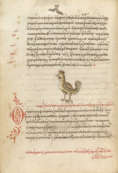 A Hen door Unknown artist