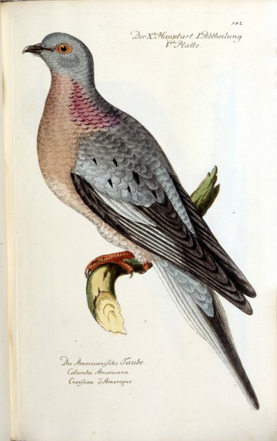 Een trekkende duif, nu uitgestorven. Zoölogische kaart naar Fritsch door Unknown artist
