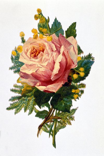 Een roos door Unknown artist