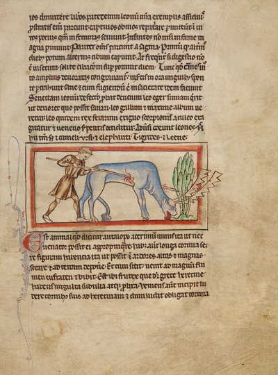 Een antilope door Unknown artist