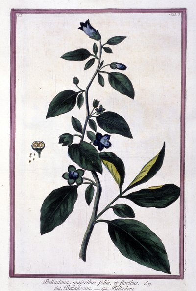 Belladonna, bloemen en bessen. Giftige plant gebruikt in de geneeskunde. Gravure naar een 19e-eeuws herbarium. door Unknown artist