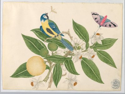 Vogel op een Sinaasappeltak, met Vlinder door Unknown artist