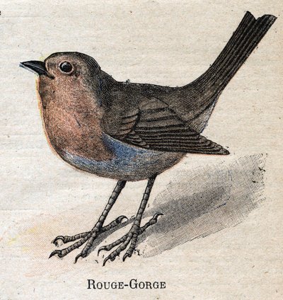 Vogels nuttig voor de landbouw: Roodborstje door Unknown artist