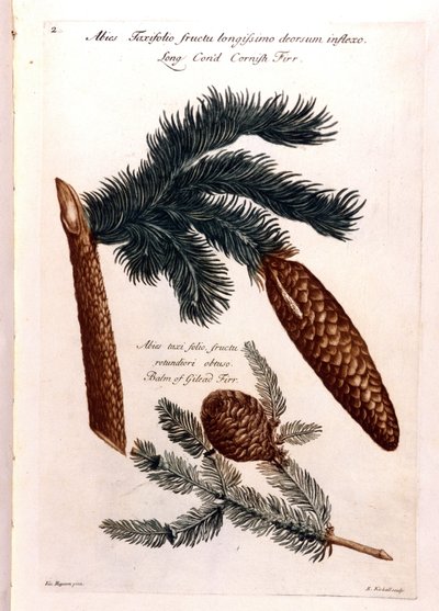 Botanische plaat: een dennenappel en een tak. 18e eeuw. door Unknown artist