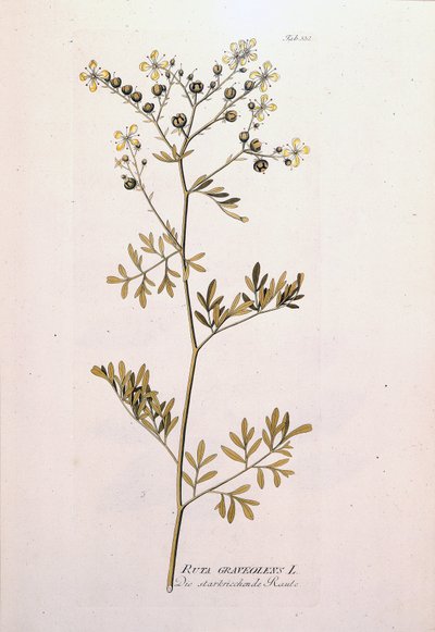 Botanische plaat: wijnruit (Ruta graveolens) door Unknown artist