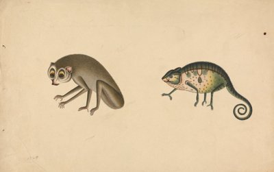 Kameleon en een zoogdier door Unknown artist