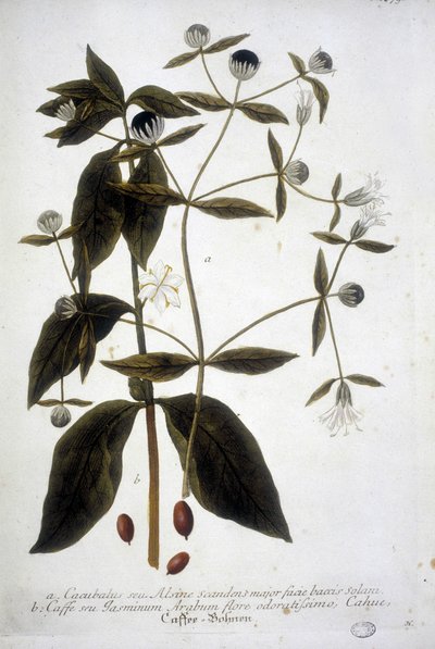 Koffiezaadplant in een 19e-eeuws herbarium. door Unknown artist