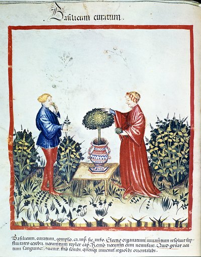 Basilicum verzamelen. Verlichting uit de handel in geneeskunde en diëtetiek 