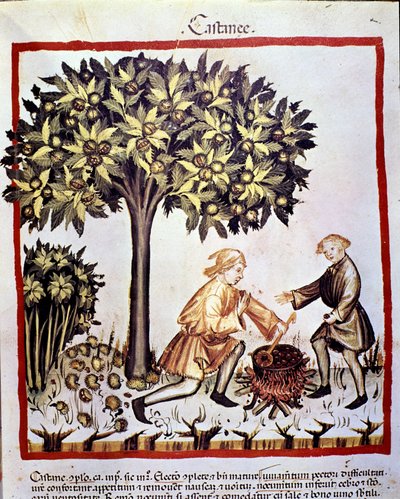 Verzamelen en bereiden van kastanjes in de herfst. Verlichting uit de melk van geneeskunde en diëtetiek 