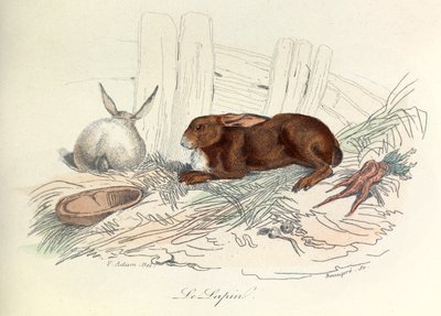 "Completes de Buffon" met de nomenclatuur van Linneene en de classificatie van Cuvier: De dieren: Het konijn (gravure) door Unknown artist